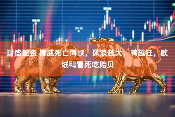 财盛配资 挪威死亡海峡，风浪越大，鸭越狂，欧绒鸭冒死吃贻贝